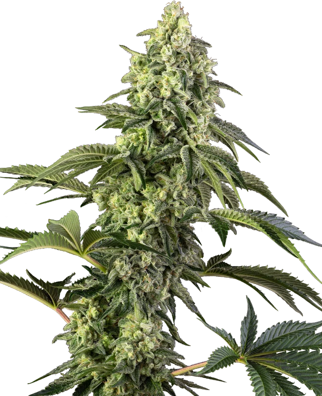 Cosmic Kiss Gefeminiseerde wietzaden van Sensi Seeds — indica-dominant
