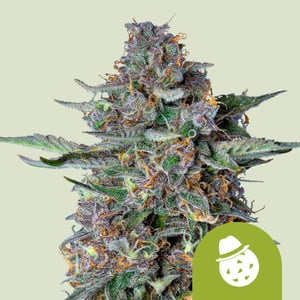 Do-Si-Dos Auto wietzaden van Royal Queen Seeds — autoflower, indica-dominant, THC 20%