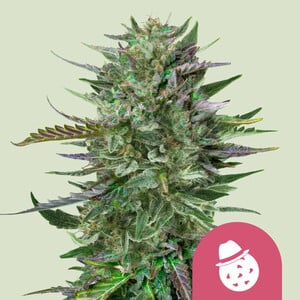 Do-Si-Dos wietzaden van Royal Queen Seeds — indica-dominant, THC 25%