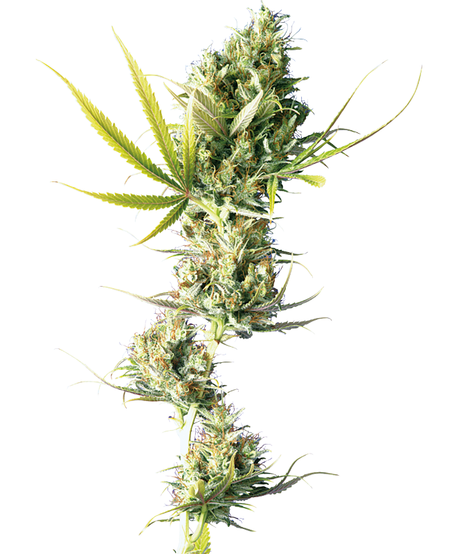 Durban Gefeminiseerde zaden wietzaden van Sensi Seeds