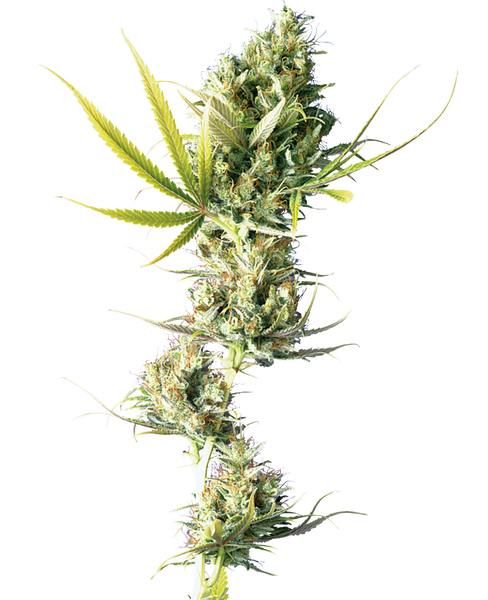 Durban regular cannabis seeds from Sensi Seeds