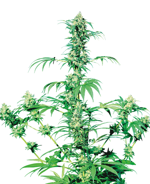 Early Girl regular cannabis seeds from Sensi Seeds — indica-dominant