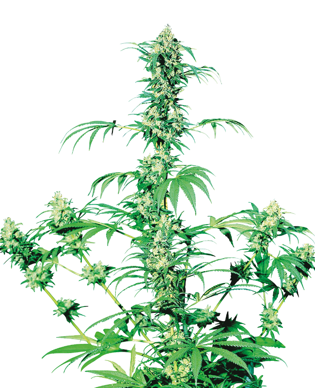 Early Girl Reguliere zaden wietzaden van Sensi Seeds — indica-dominant