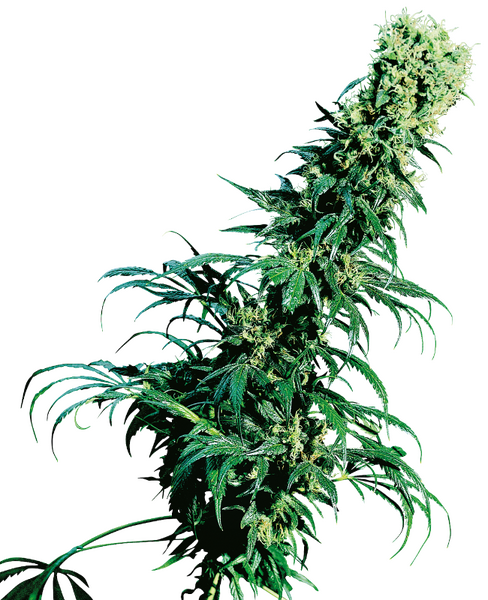 Early Pearl regular cannabis seeds from Sensi Seeds — sativa-dominant