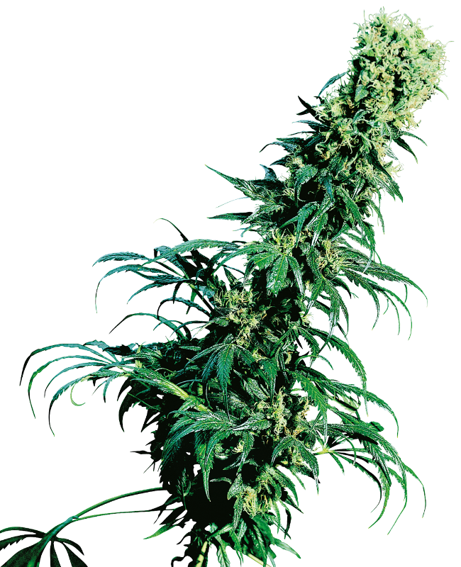 Early Pearl Reguliere zaden wietzaden van Sensi Seeds — sativa-dominant