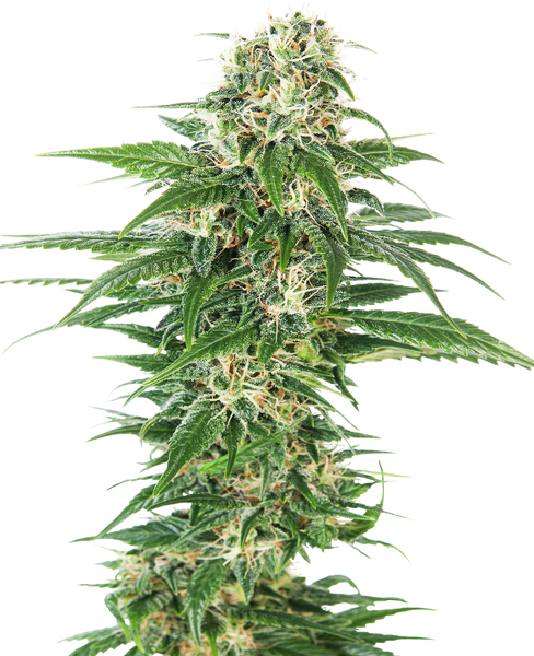 Early Skunk Automatic zaden cannabis seeds from Sensi Seeds — autoflower, indica-dominant