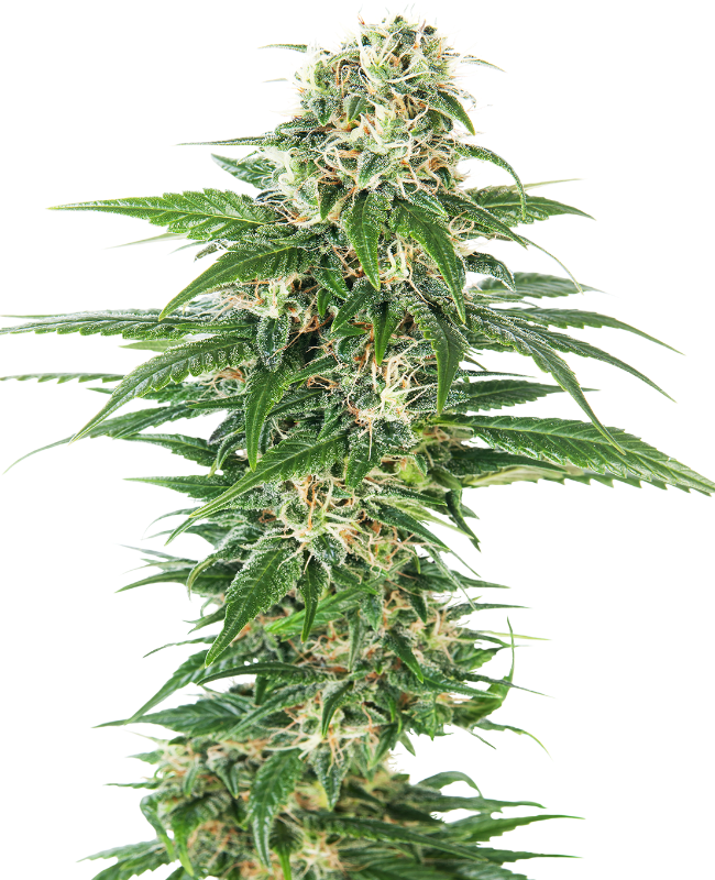 Early Skunk Automatic zaden wietzaden van Sensi Seeds — autoflower, indica-dominant