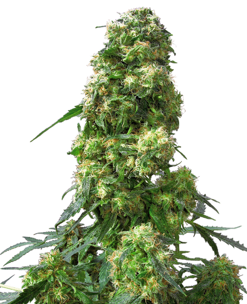 Early Skunk regular cannabis seeds from Sensi Seeds — indica-dominant