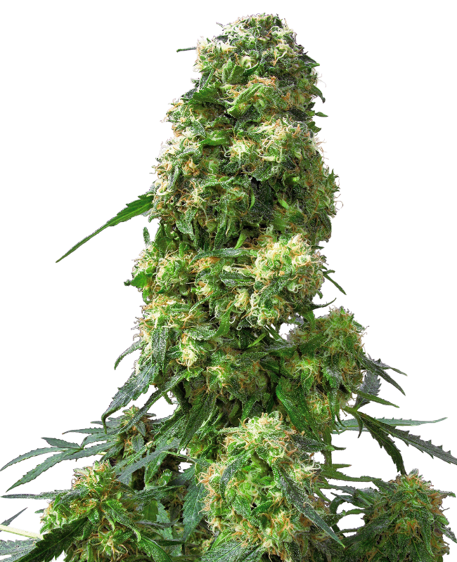 Early Skunk Reguliere zaden wietzaden van Sensi Seeds — indica-dominant
