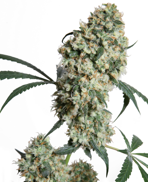 Ed Rosenthal Super Bud regular cannabis seeds from Sensi Seeds — sativa-dominant
