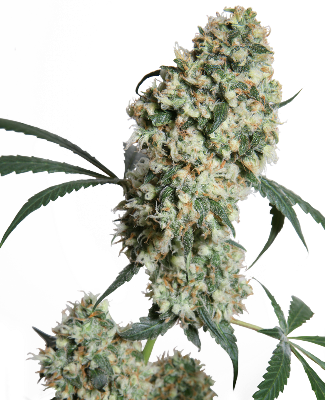 Ed Rosenthal Super Bud Reguliere zaden wietzaden van Sensi Seeds — sativa-dominant