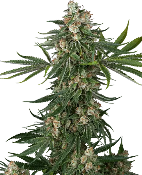 Fallout OG feminisierte Cannabis Samen von Sensi Seeds