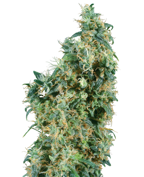 First Lady regular cannabis seeds from Sensi Seeds — indica-dominant