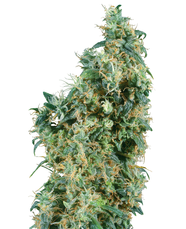 First Lady Reguliere zaden wietzaden van Sensi Seeds — indica-dominant