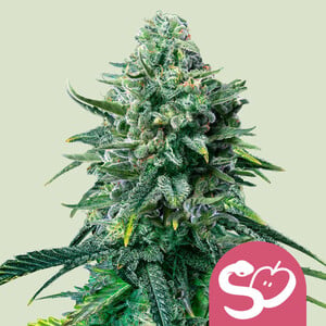 Forbidden Fruit wietzaden van Royal Queen Seeds — indica-dominant, THC 24%
