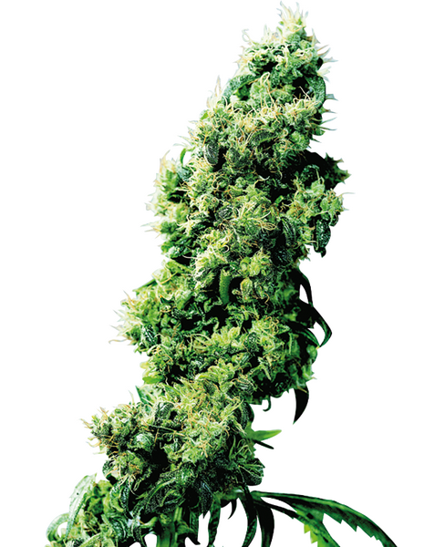 Four-Way regular cannabis seeds from Sensi Seeds — indica-dominant