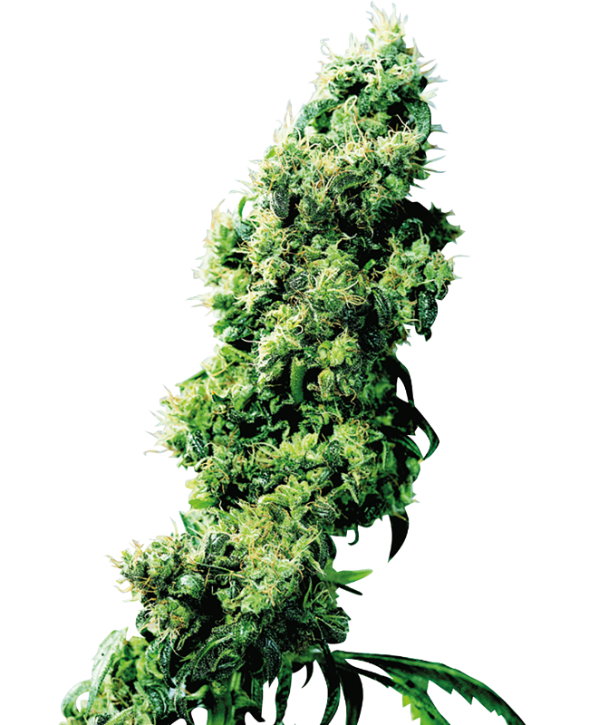 Four-Way Reguliere zaden wietzaden van Sensi Seeds — indica-dominant