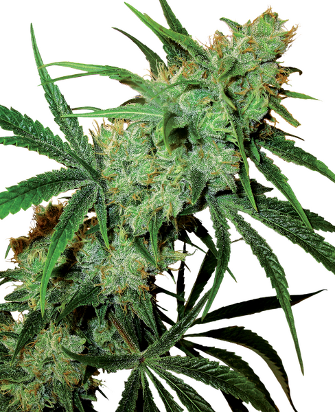Fruity Juice regular cannabis seeds from Sensi Seeds — sativa-dominant