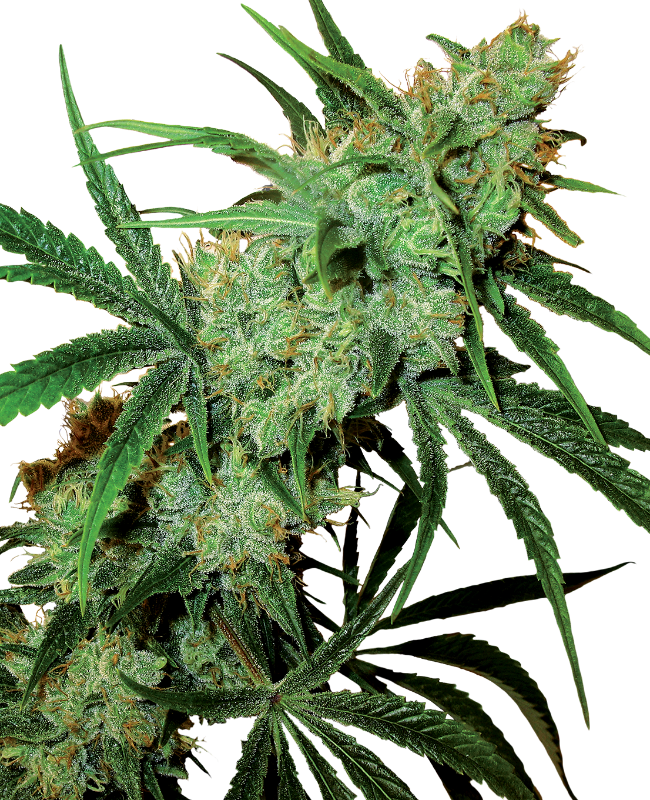 Fruity Juice Reguliere zaden wietzaden van Sensi Seeds — sativa-dominant