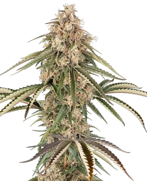 Garlic Gas feminized cannabis seeds from Sensi Seeds