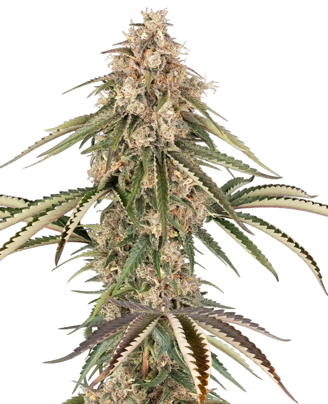 Garlic Gas Gefeminiseerde wietzaden van Sensi Seeds