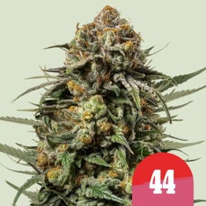 Gelato 44 wietzaden van Royal Queen Seeds — indica-dominant, THC 22%