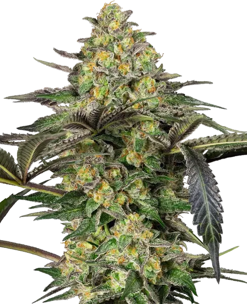 Grapevine Candy feminisierte Cannabis Samen von Sensi Seeds — indica-dominant