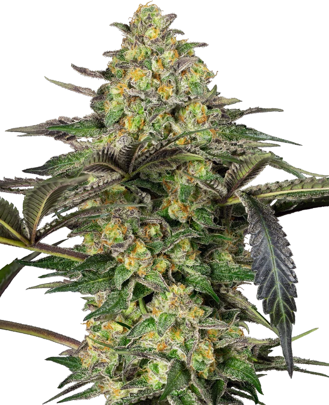 Grapevine Candy Gefeminiseerde wietzaden van Sensi Seeds — indica-dominant