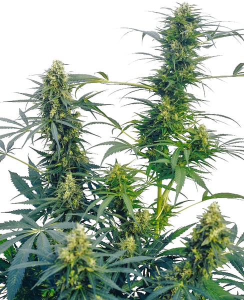 Guerrilla's Gusto regular cannabis seeds from Sensi Seeds