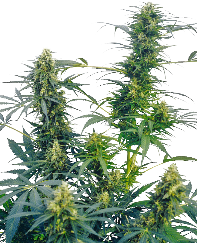 Guerrilla's Gusto Reguliere zaden wietzaden van Sensi Seeds