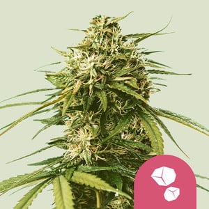 Gushers wietzaden van Royal Queen Seeds — indica-dominant, THC 24%
