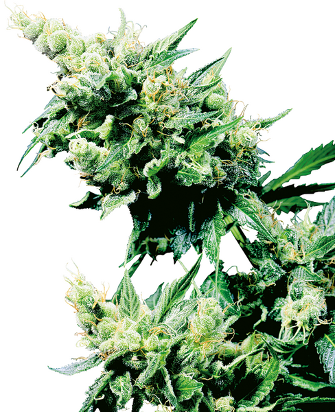 Hash Plant regular cannabis seeds from Sensi Seeds