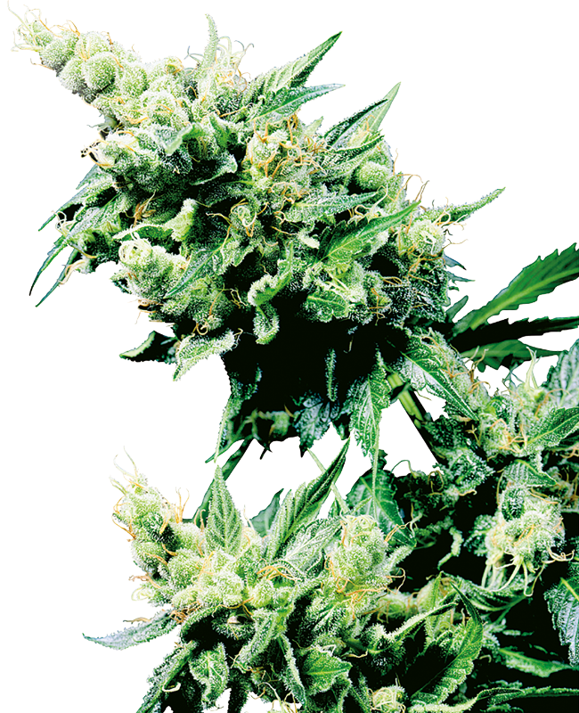 Hash Plant Reguliere zaden wietzaden van Sensi Seeds