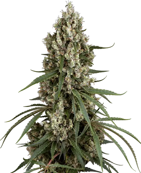 High School Reunion feminized cannabis seeds from Sensi Seeds