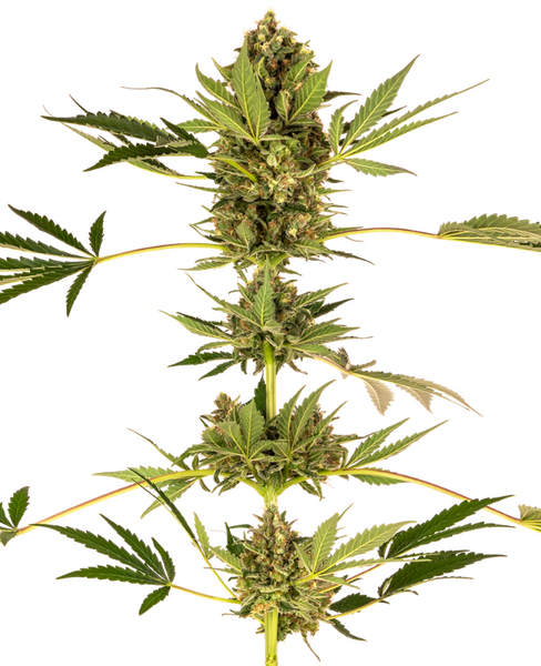 Himalayan CBD feminized cannabis seeds from Sensi Seeds — THC 7%