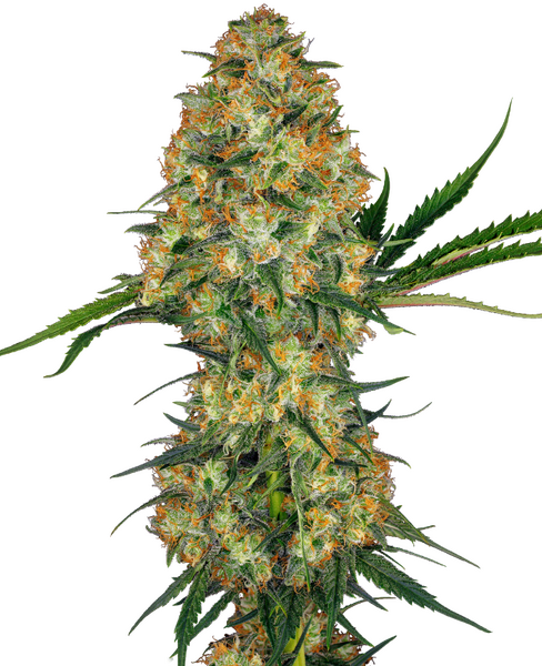 Hindu Kush regular cannabis seeds from Sensi Seeds