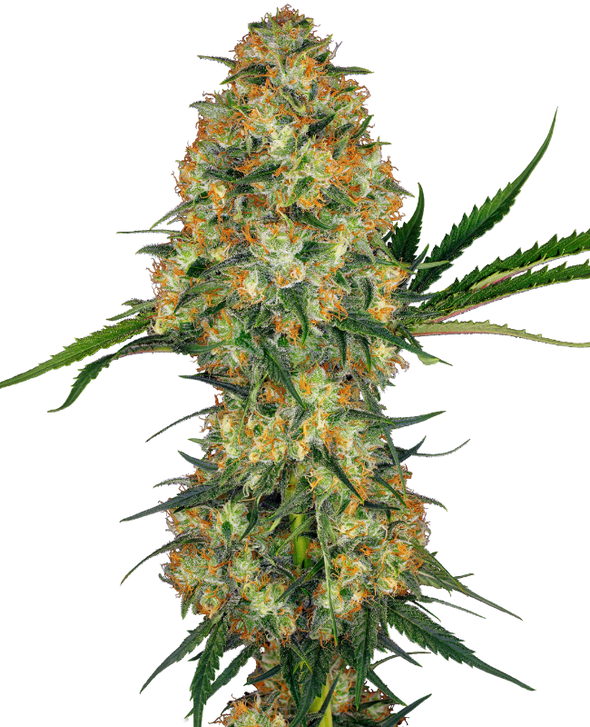 Hindu Kush Reguliere zaden wietzaden van Sensi Seeds