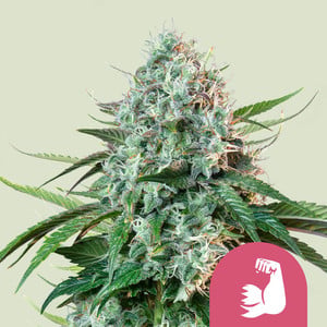 HulkBerry wietzaden van Royal Queen Seeds — sativa-dominant, THC 27%