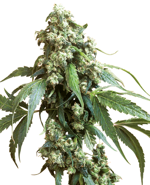 Jack Flash #5 feminized cannabis seeds from Sensi Seeds — indica-dominant