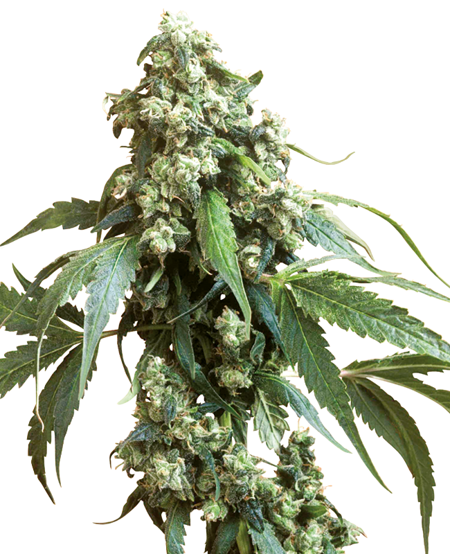 Jack Flash Reguliere zaden wietzaden van Sensi Seeds — indica-dominant