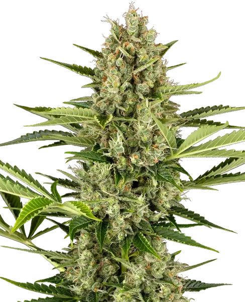 Jack Herer Automatic wietzaden van Sensi Seeds — autoflower, indica-dominant