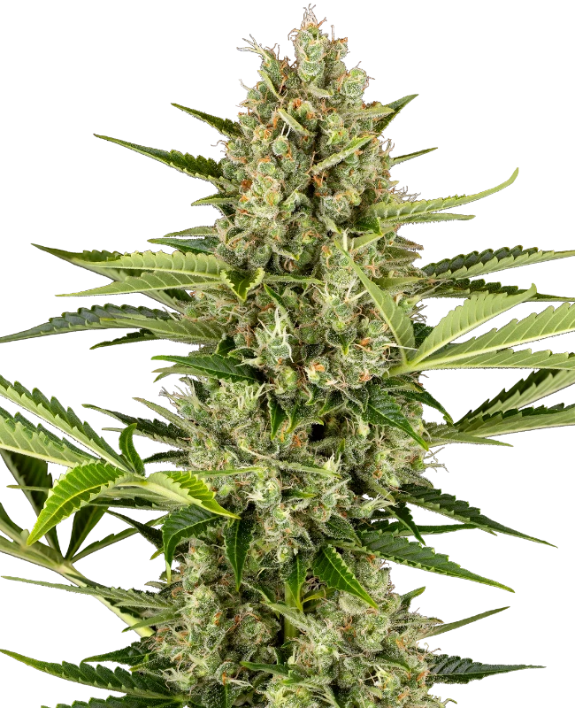 Jack Herer Automatic wietzaden van Sensi Seeds — autoflower, indica-dominant