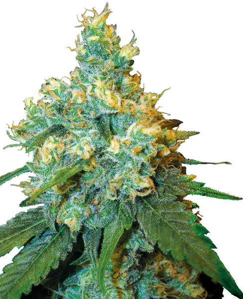 Jack Herer® regular cannabis seeds from Sensi Seeds — sativa-dominant