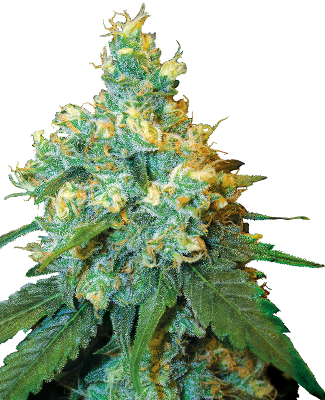 Jack Herer® Reguliere zaden wietzaden van Sensi Seeds — sativa-dominant