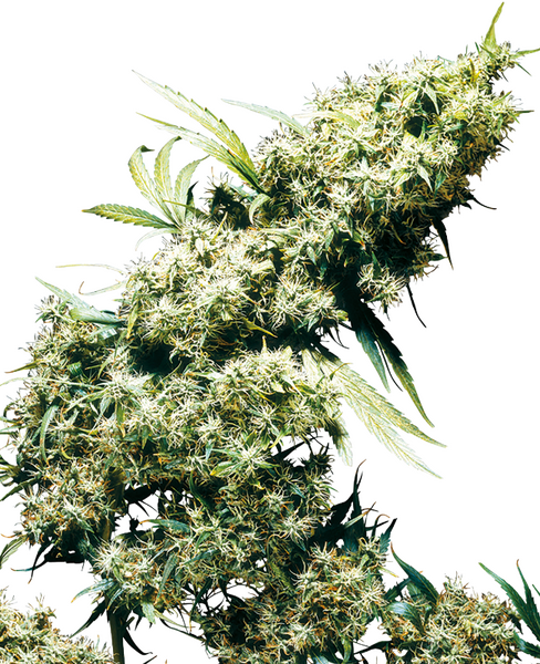Jamaican Pearl regular cannabis seeds from Sensi Seeds