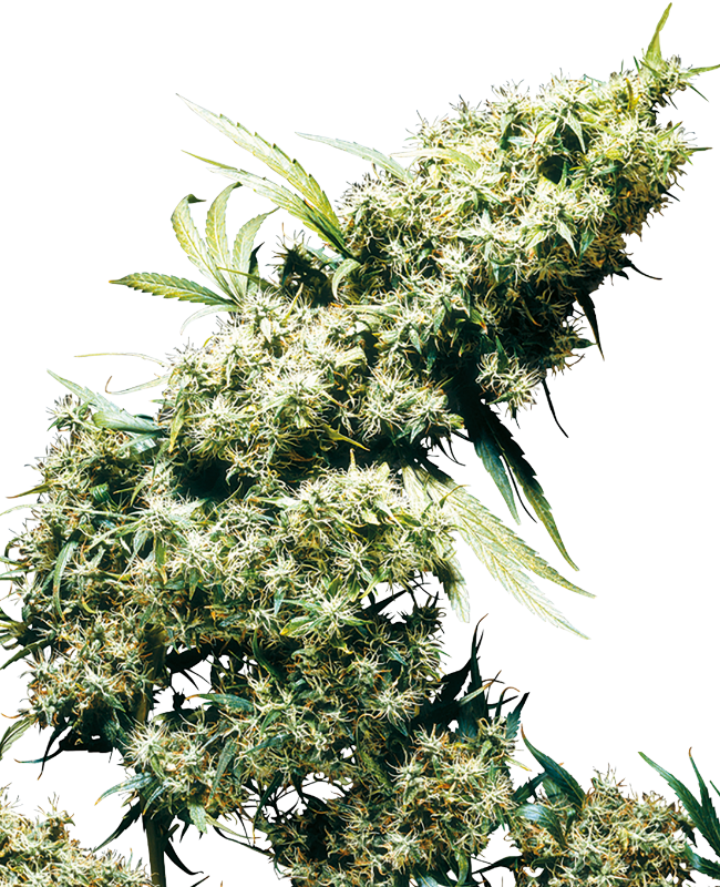 Jamaican Pearl Reguliere zaden wietzaden van Sensi Seeds