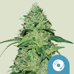 Joanne's CBD wietzaden van Royal Queen Seeds — sativa-dominant