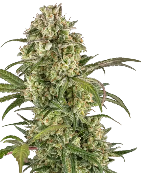 Lemon Cooler feminized cannabis seeds from Sensi Seeds