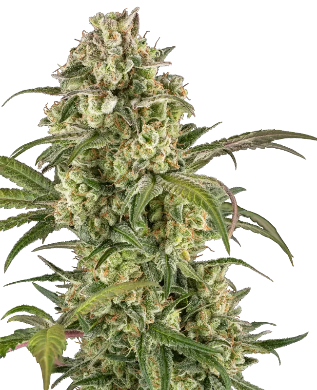 Lemon Cooler Gefeminiseerde wietzaden van Sensi Seeds