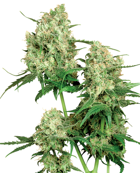 Maple Leaf Indica regular cannabis seeds from Sensi Seeds